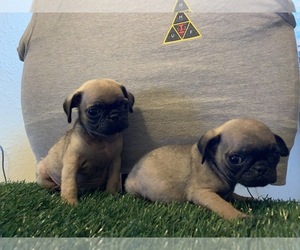 Pug Puppy for sale in SAN DIEGO, CA, USA