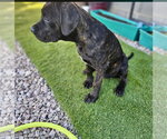 Small #5 Mutt