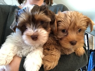 Yorkshire Terrier Puppy for sale in WHITE SALMON, WA, USA