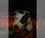 Small Photo #12 American Bulldog Puppy For Sale in CALDWELL, ID, USA