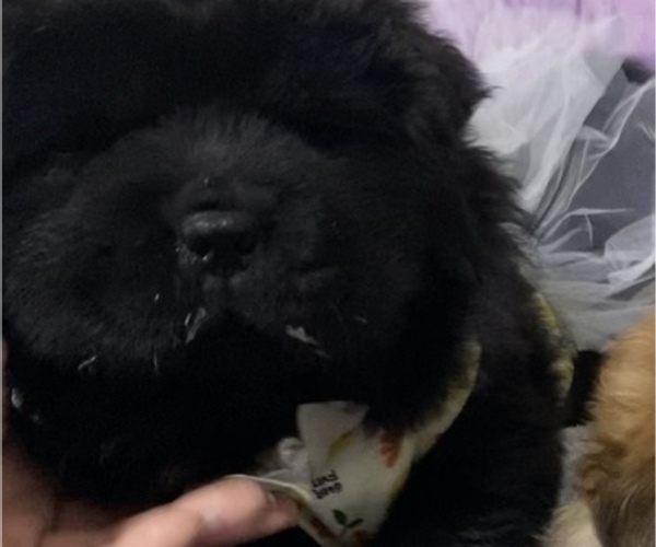 Medium Photo #2 Chow Chow Puppy For Sale in EL PASO, TX, USA