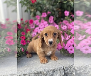 Dachshund Puppy for sale in CANOGA, NY, USA