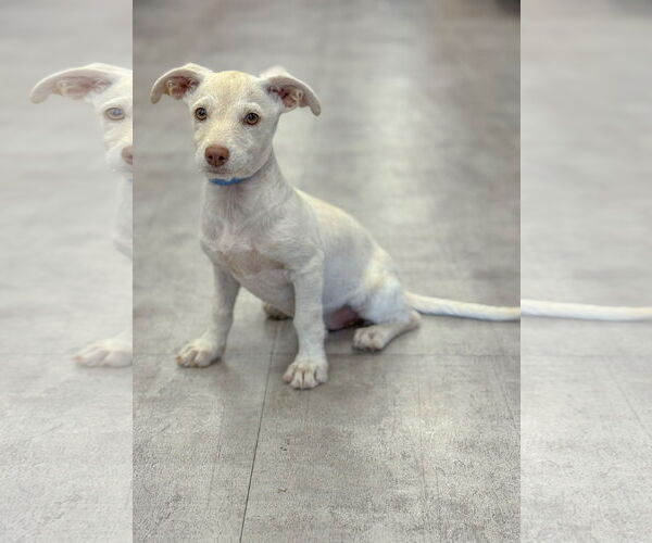 Medium Photo #3 Dachshund-Unknown Mix Puppy For Sale in PIPE CREEK, TX, USA