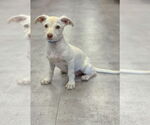 Small #2 Dachshund Mix