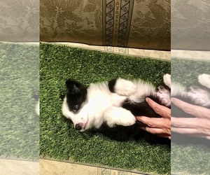 Border Collie Puppy for sale in HUNTINGTON BEACH, CA, USA