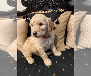 Medium Goldendoodle