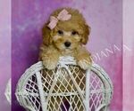 Small Photo #93 Maltipoo (Miniature) Puppy For Sale in WARSAW, IN, USA