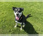 Small #2 Huskies -Labrador Retriever Mix