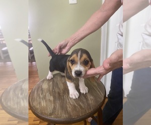 Beagle Puppy for sale in hazlehurst, GA, USA
