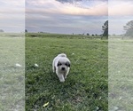 Small #2 Great Pyrenees