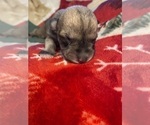 Small Photo #15 Schnauzer (Miniature) Puppy For Sale in PENSACOLA, FL, USA