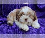Small #6 Zuchon
