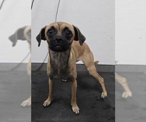 Chug Dogs for adoption in HESPERIA, CA, USA