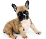 Small Photo #1 French Bulldog Puppy For Sale in BRANDON, FL, USA