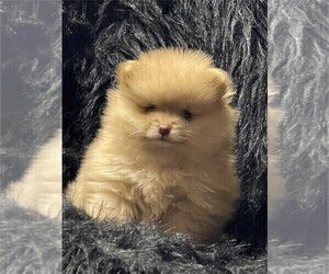 Pomeranian Puppy for sale in PALM BEACH, FL, USA