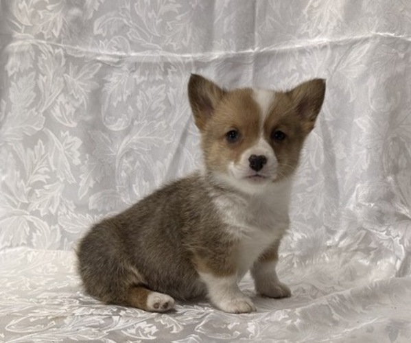 Medium Photo #1 Pembroke Welsh Corgi Puppy For Sale in STANLEY, WI, USA