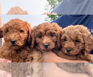 Goldendoodle (Miniature) Litter for sale in HULL, IA, USA