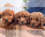 Image preview for Ad Listing. Nickname: Litter of 3