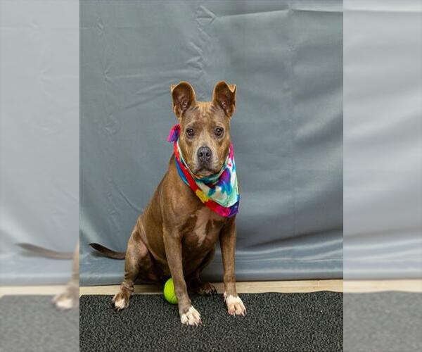 Medium Photo #1 Staffordshire Bull Terrier-Unknown Mix Puppy For Sale in Sanford, FL, USA