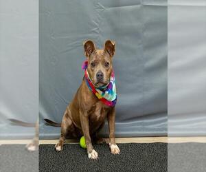 Staffordshire Bull Terrier-Unknown Mix Dogs for adoption in Sanford, FL, USA