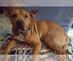 Small #5 Chinese Shar-Pei Mix