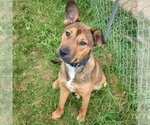 Small #2 German Shepherd Dog Mix