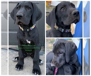 Great Dane Puppy for sale in TOOELE, UT, USA