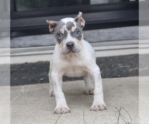American Bully Puppy for sale in CHAMPAIGN, IL, USA