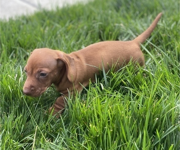 Medium Photo #2 Dachshund Puppy For Sale in VANCOUVER, WA, USA