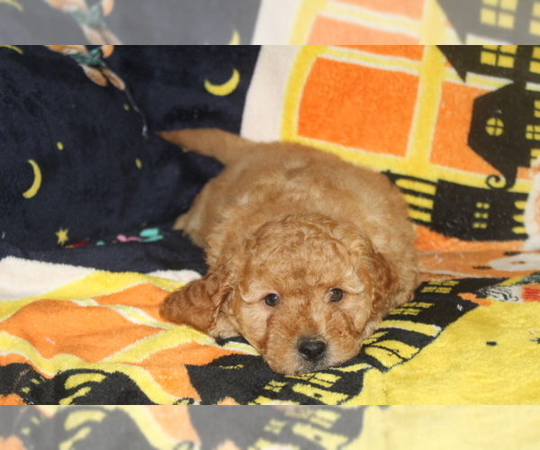 Medium Photo #5 Goldendoodle Puppy For Sale in FRESNO, OH, USA