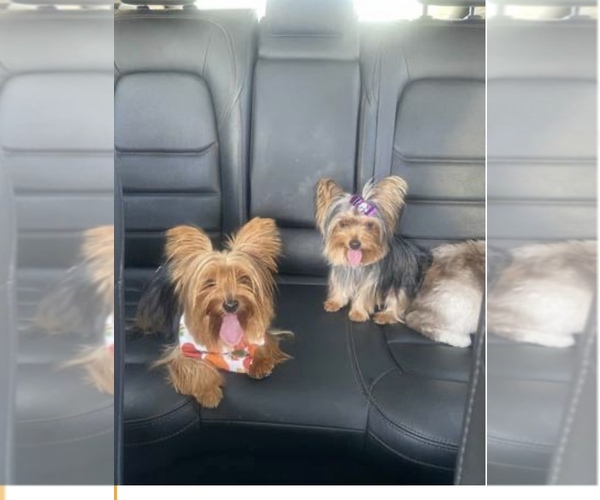 Medium Photo #1 Yorkshire Terrier Puppy For Sale in PALMDALE, CA, USA
