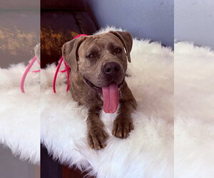 Mutt Dogs for adoption in Goodyear, AZ, USA