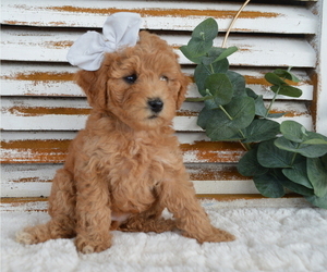 Poodle (Miniature) Puppy for sale in HONEY BROOK, PA, USA