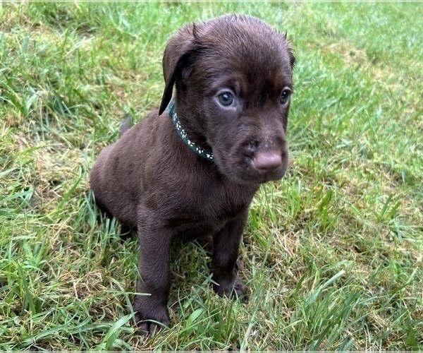 Medium Photo #16 Labrador Retriever Puppy For Sale in MARYVILLE, TN, USA