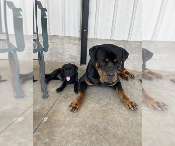 Medium Photo #10 Golden Retriever-Rottweiler Mix Puppy For Sale in MARION, KS, USA