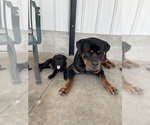 Small #9 Golden Retriever-Rottweiler Mix