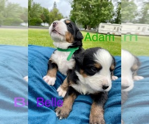 Bernese Mountain Dog Puppy for sale in MEAD, WA, USA