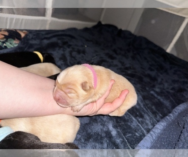 Medium Photo #1 Chow Chow Puppy For Sale in London, Ontario, Canada