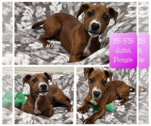 Mutt Dogs for adoption in Georgetown, KY, USA