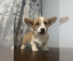 Small Photo #80 Pembroke Welsh Corgi Puppy For Sale in DURHAM, CT, USA