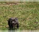 Small Photo #7 American Bully Puppy For Sale in TRENTON, FL, USA