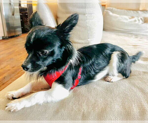 Medium Photo #3 Chion Puppy For Sale in Corona, CA, USA