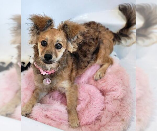 Medium Photo #4 Dameranian Puppy For Sale in Tustin, CA, USA