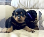 Small #31 Rottweiler