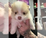 Puppy Girl 3 Pomeranian
