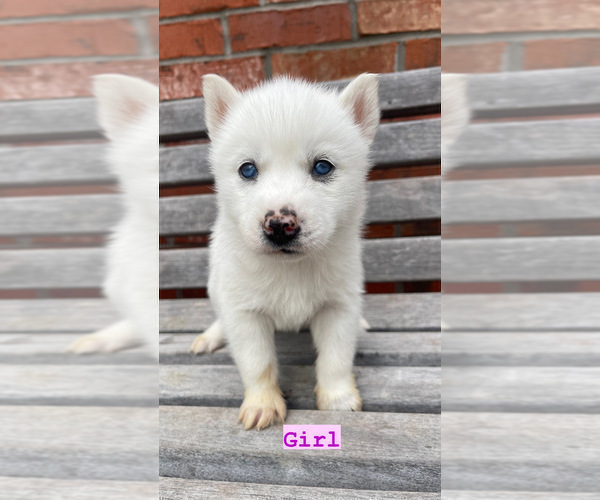Medium Photo #6 Siberian Husky Puppy For Sale in CAPE FAIR, MO, USA