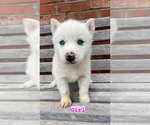 Small Photo #6 Siberian Husky Puppy For Sale in CAPE FAIR, MO, USA