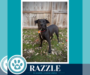 Mutt Dogs for adoption in Kimberton, PA, USA