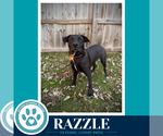 Razzle (Bubble Gum Gang) 102426 - Male Mutt Dog for Adoption - Small photo