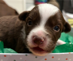 Puppy Red Tri Runt Miniature American Shepherd